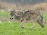 Wolf 10