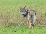 Wolf 3