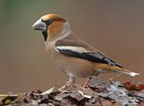 Appelvink 39