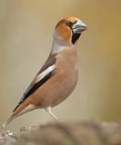 Appelvink 41