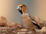 Appelvink 42