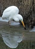 Grote Zilverreiger 17