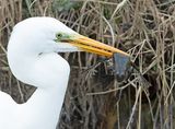 Grote Zilverreiger 21