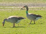Grauwe Gans H694