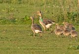 Grauwe Gans H676 en Grauwe Gans H692 