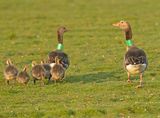 Grauwe Gans H634 en H645