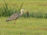 Blauwe Reiger 14