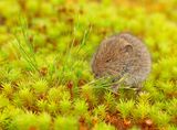 Veldmuis 3
