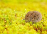 Veldmuis 4