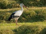 Ooievaar-9149