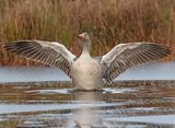 Grauwe Gans 4