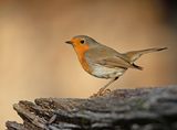 Roodborst 18