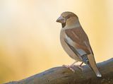 Appelvink 46