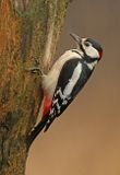Grote Bonte Specht 19