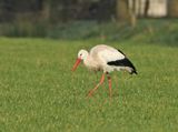 Ooievaar-4E939