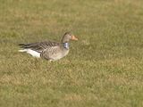 Grauwe-Gans-ST2