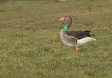 Grauwe-Gans-H927