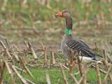 Grauwe-Gans-H609
