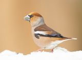 Appelvink 53