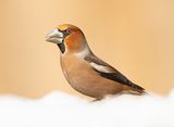 Appelvink 56