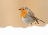 Roodborst 19