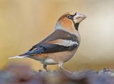 Appelvink 58
