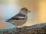 Appelvink 60