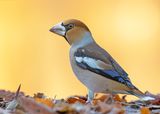 Appelvink 61