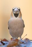 Appelvink frontal