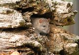 Bruine Rat 6
