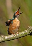 IJsvogel 72