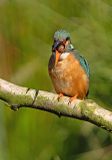 IJsvogel 73
