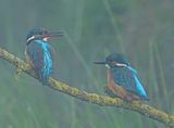IJsvogel 75