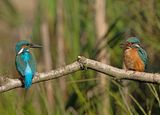 IJsvogel 76