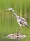 Blauwe Reiger 15