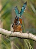 IJsvogels frontal