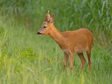 DSC06155.jpg