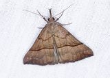 Bruine-Snuituil.jpg