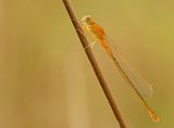 Tengere grasjuffer 1