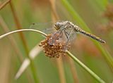 Zwarte Heidelibel 1