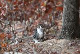 Lake Frederick Cat