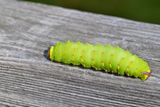 Luna Moth Caterpillar