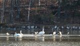 Tundra Swans (pair)