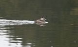 Ruddy Duck