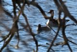 Coot with Canada Goose