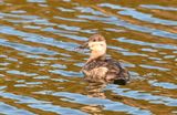 Ruddy Duck