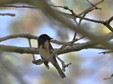 American Redstart Warbler