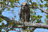 Great Horned Owl (Juvenile)