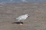 Piping Plover