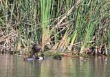 Lesser Scaup